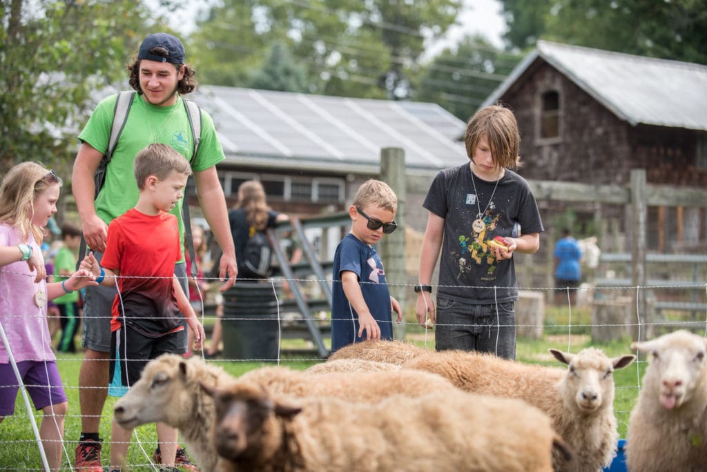 kids watching sheep