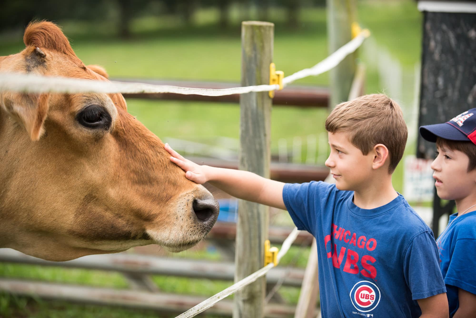 boy petting cow