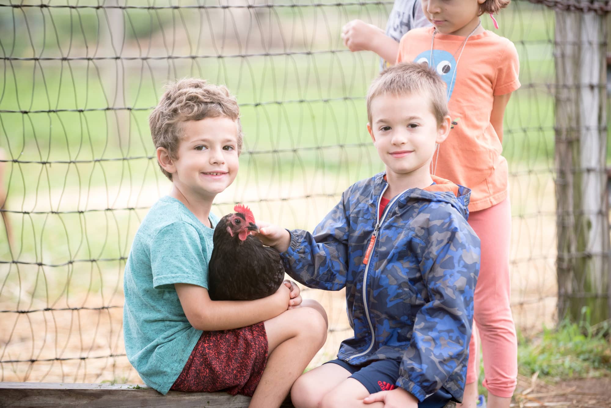 boys playing with chicken