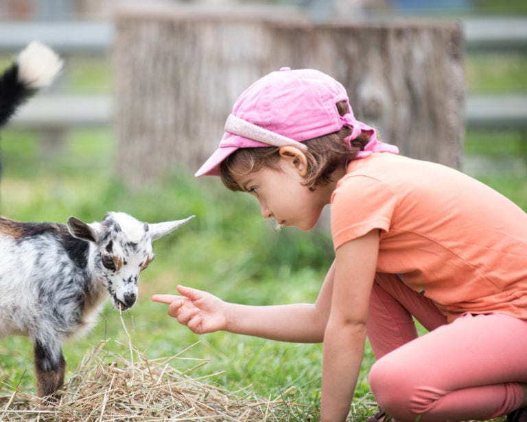child petting goat