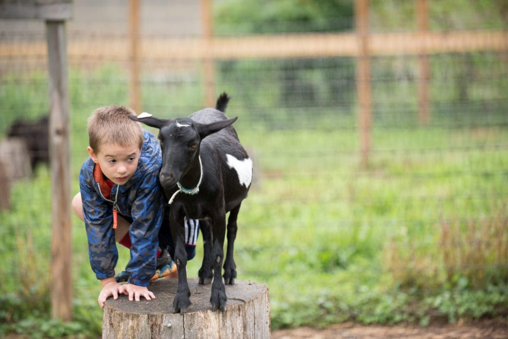 kid climbing next to goat