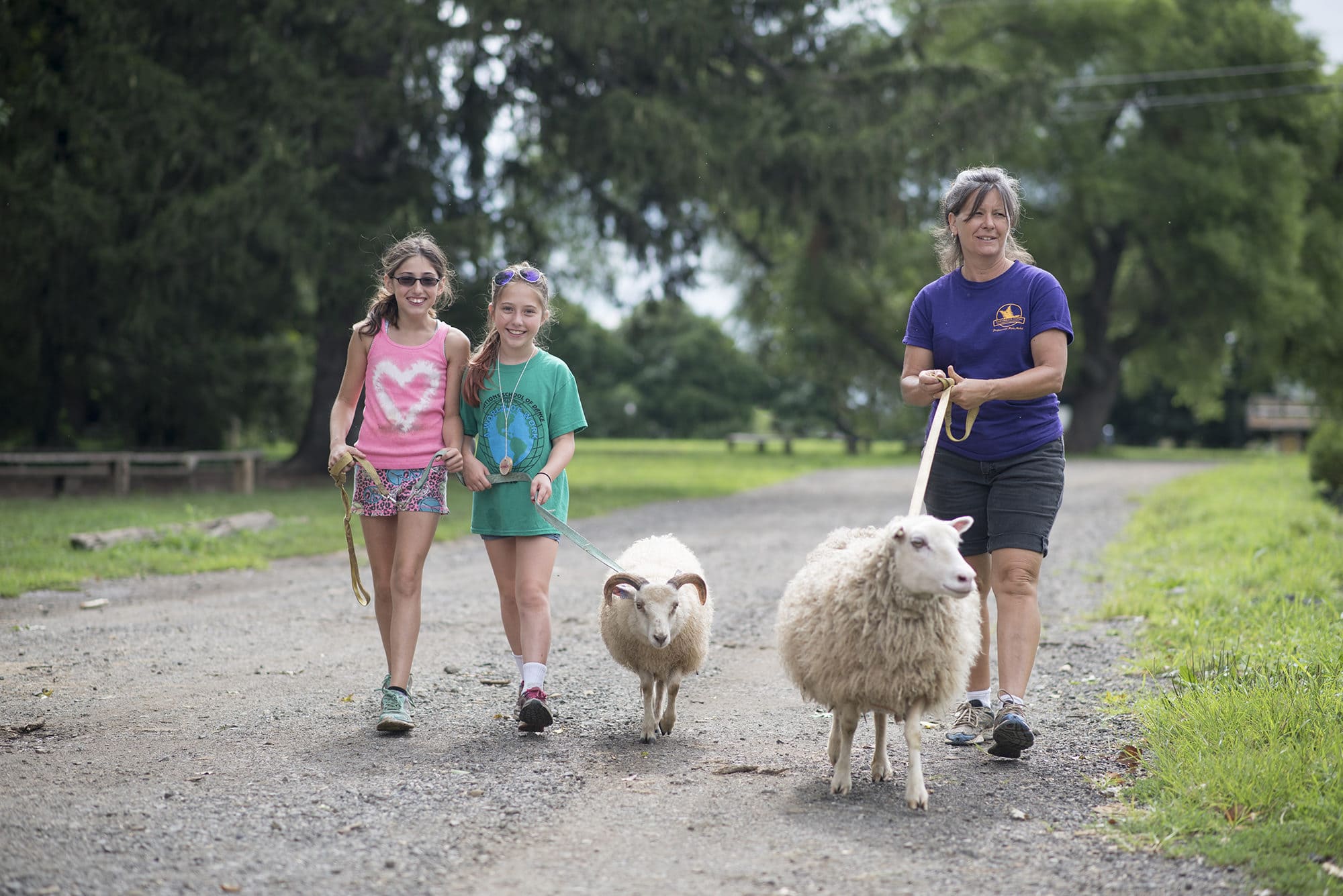 kids walking with sheep