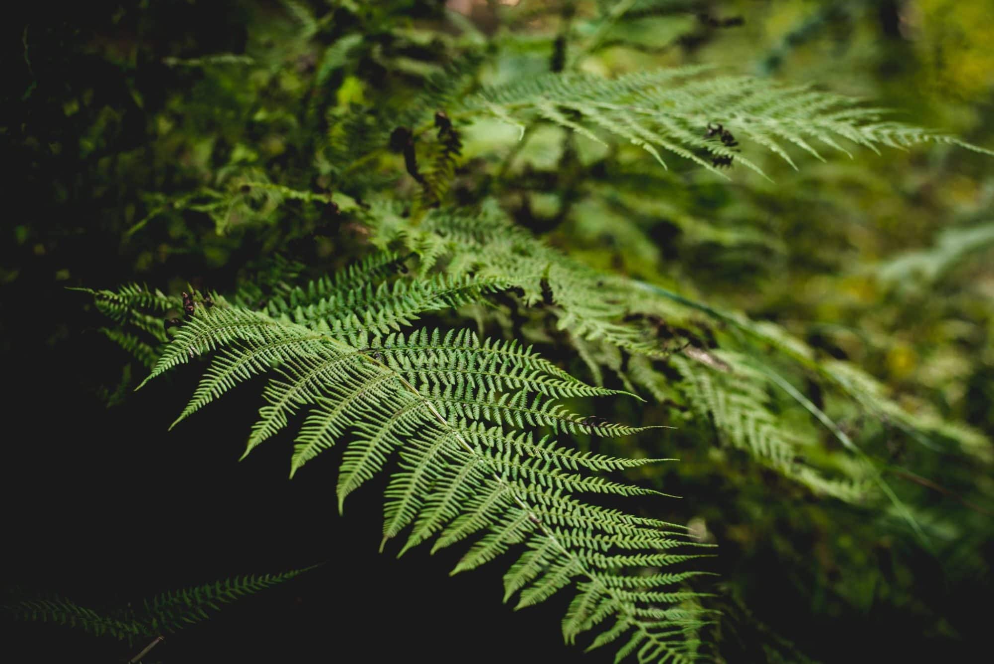 closeup of ferns