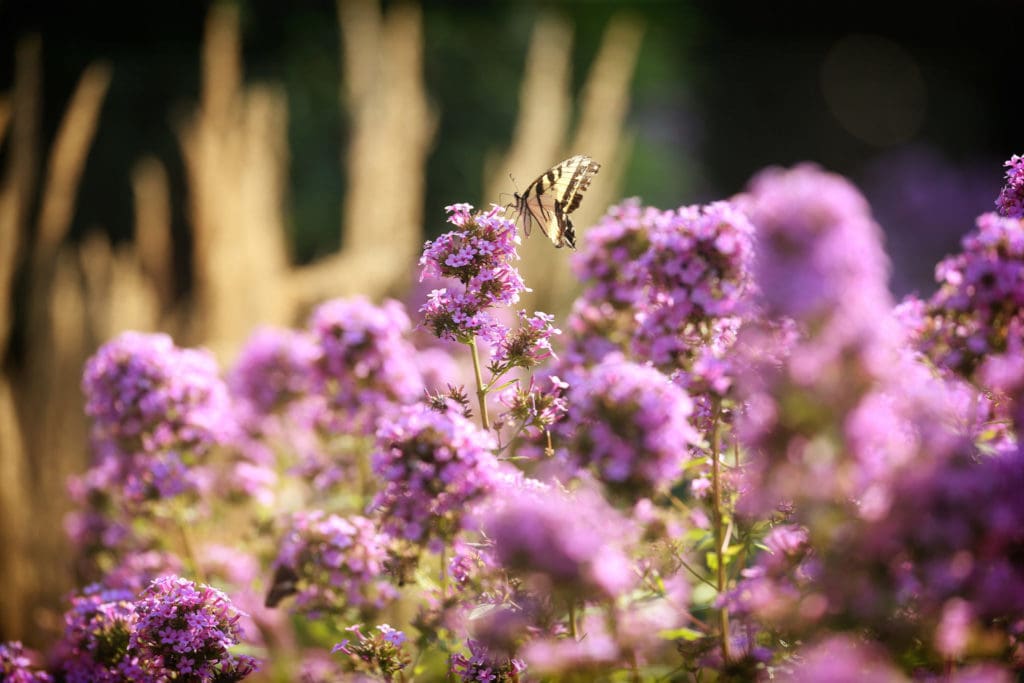 butterfly perched on flower