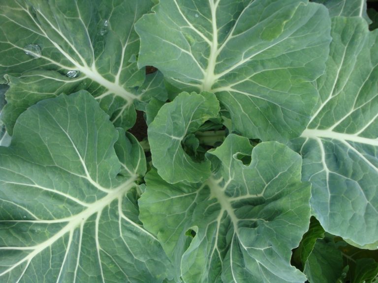 closeup of cabbage