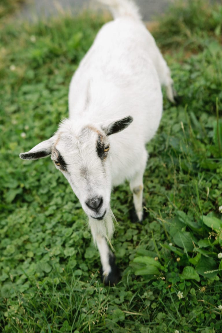 farm happenings pic - goat