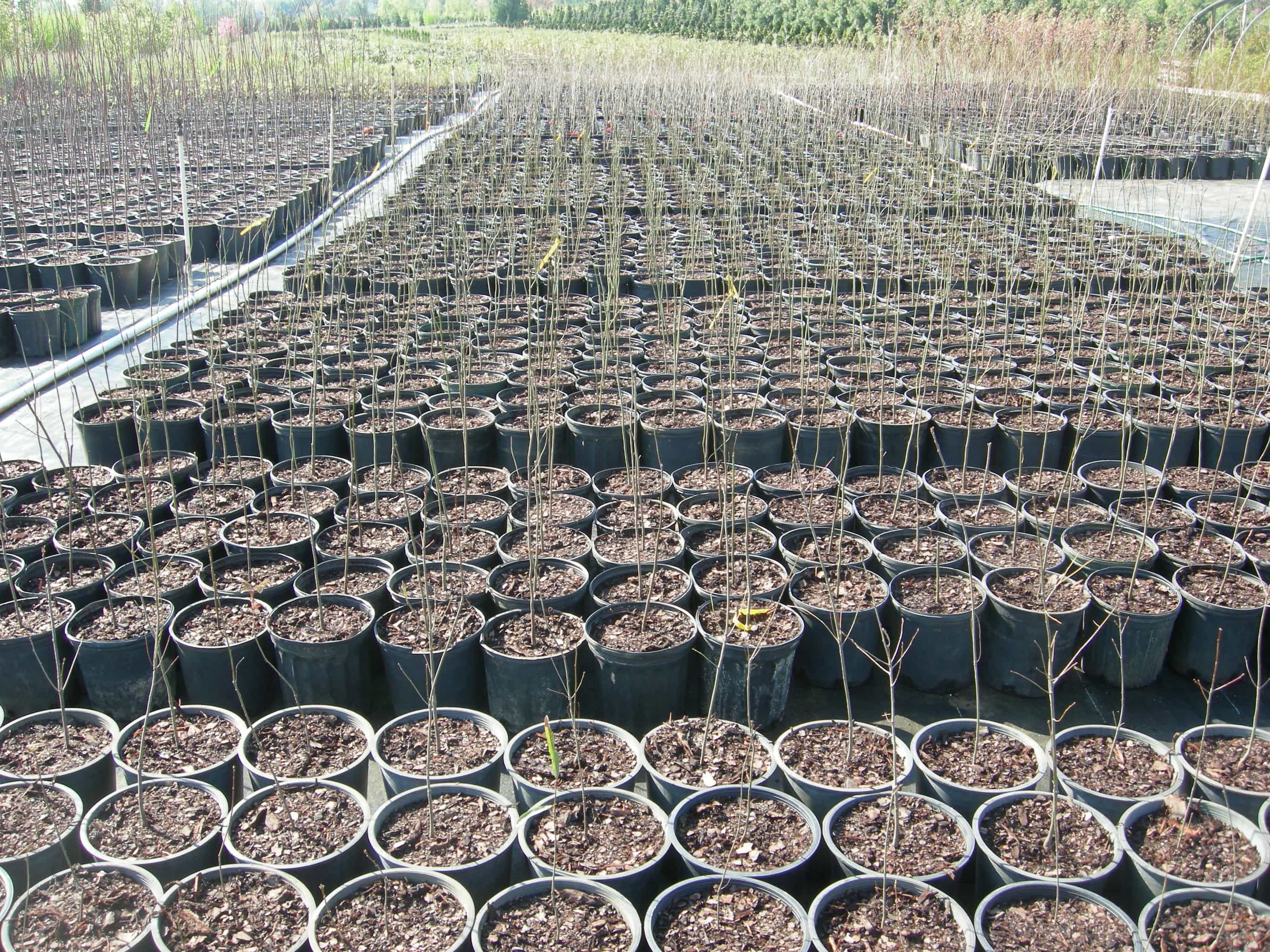 Container Tree Availability Fernbrook Farms